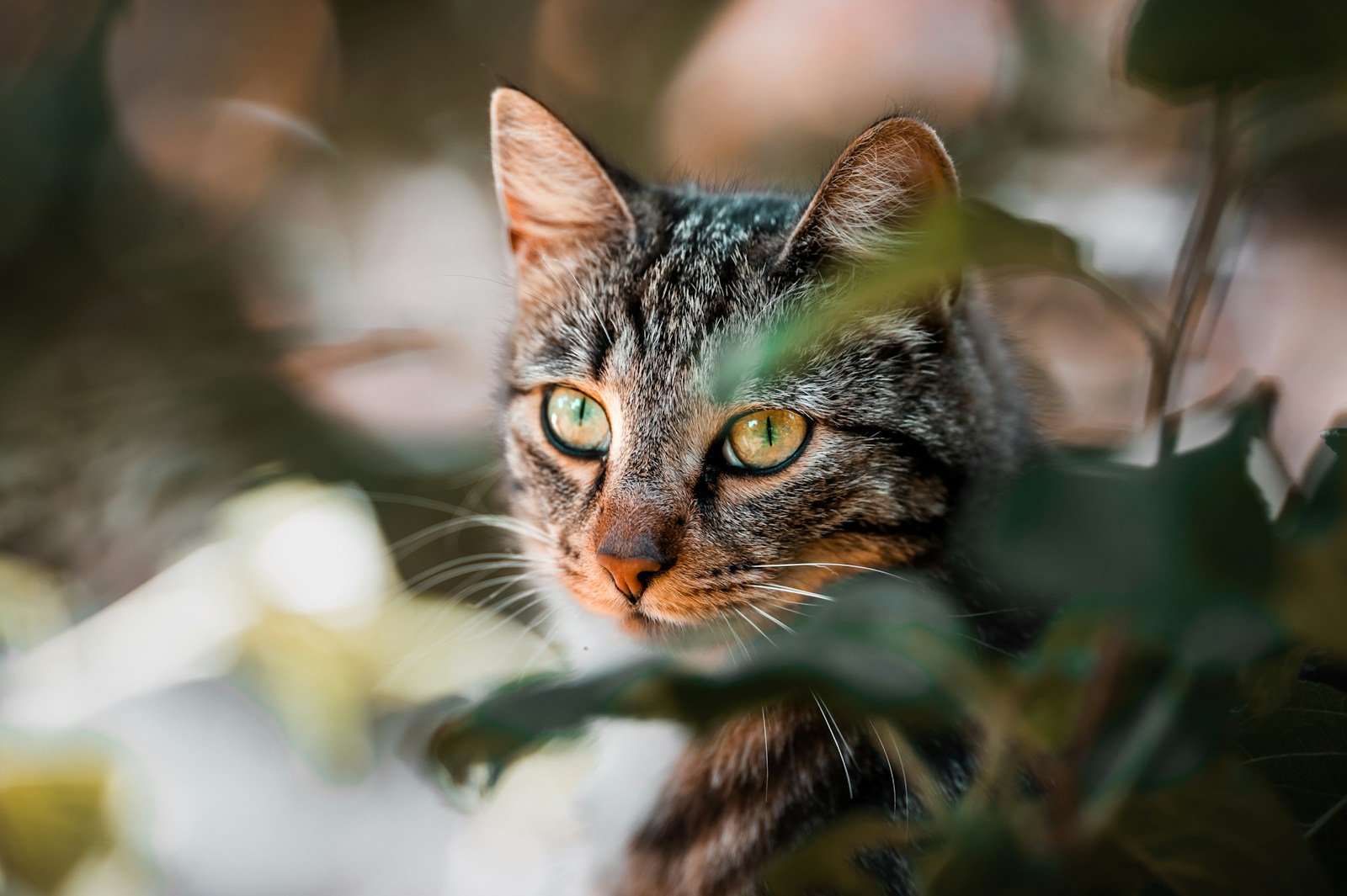 Photo by Jan Gustavsson Cats help humans fight disease