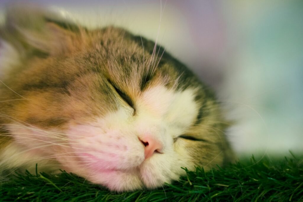 ecosystem: brown and white tabby cat lying on green grass