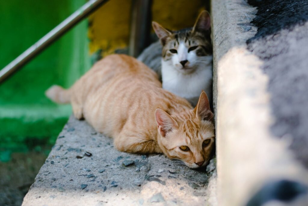 feral cat: closeup photography of two orange tabby cat and tortoiseshell cat on concrete stairs