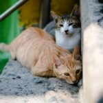 feral cat: closeup photography of two orange tabby cat and tortoiseshell cat on concrete stairs
