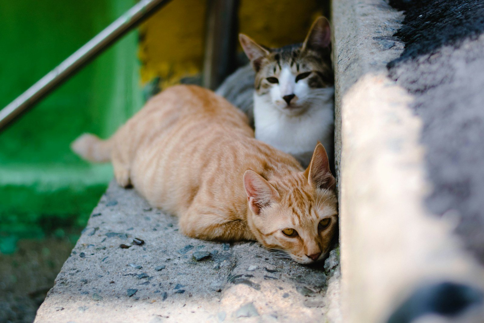 feral cat: closeup photography of two orange tabby cat and tortoiseshell cat on concrete stairs