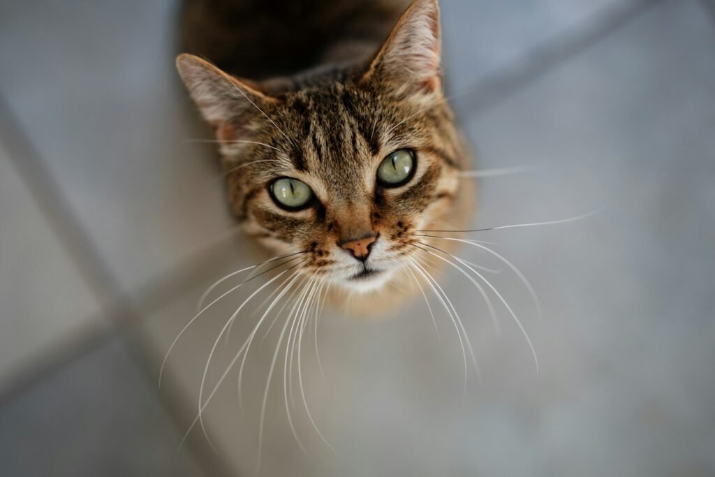 a close up of a cat on a tile floor