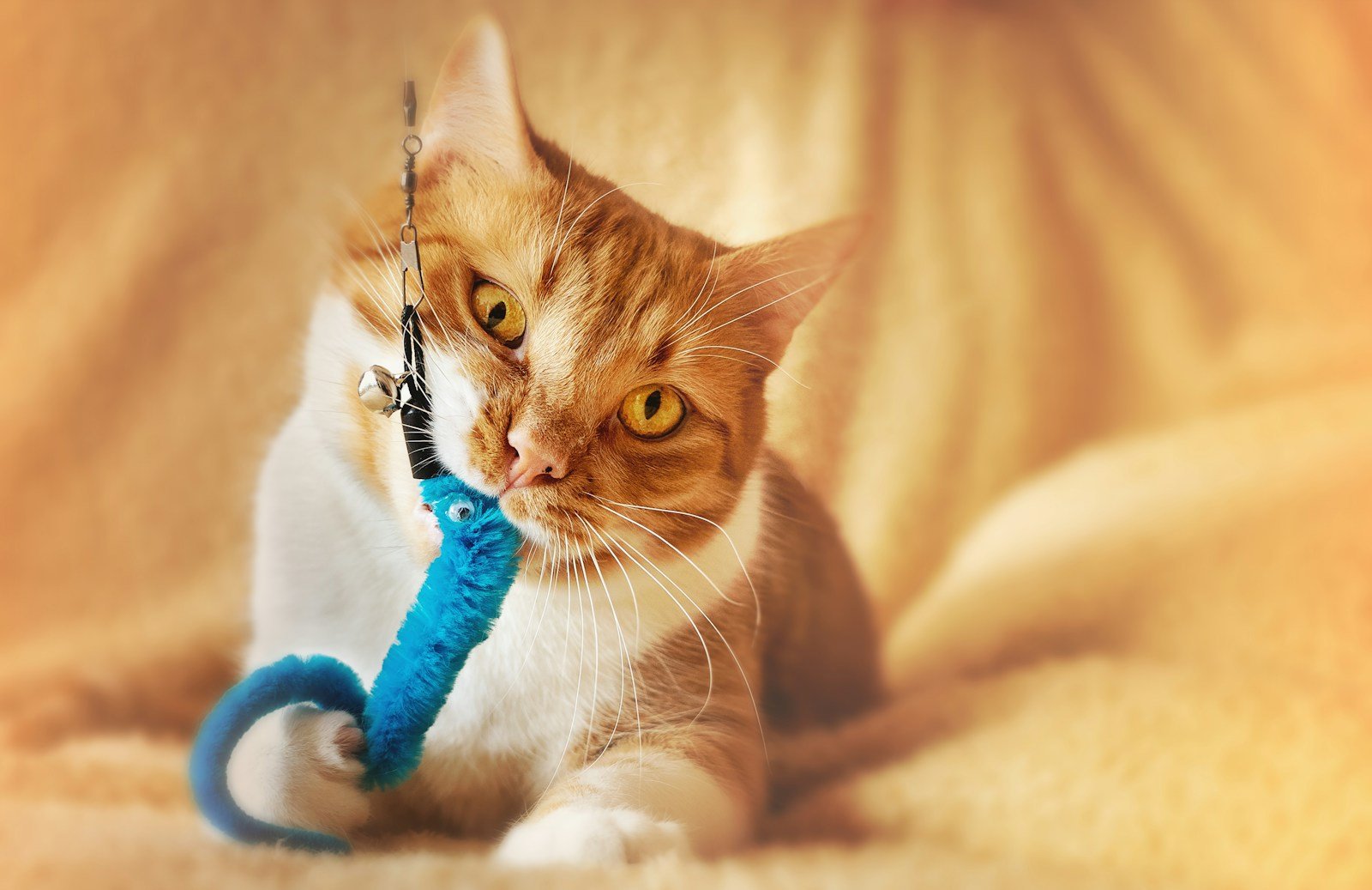 Photo by Dorothe Wouters Cat toys: orange tabby cat on white textile