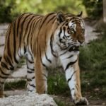 Zoos: a large tiger walking across a lush green field