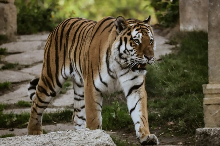 Zoos: a large tiger walking across a lush green field