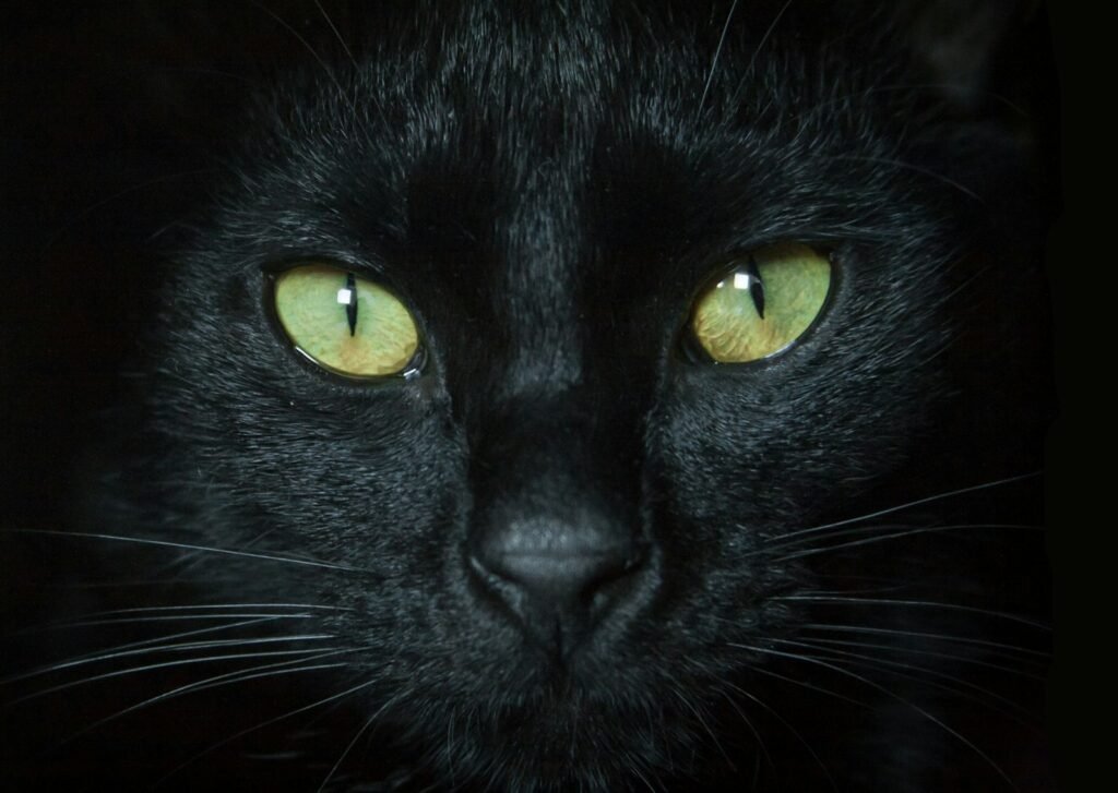 habitats: black cat with yellow eyes