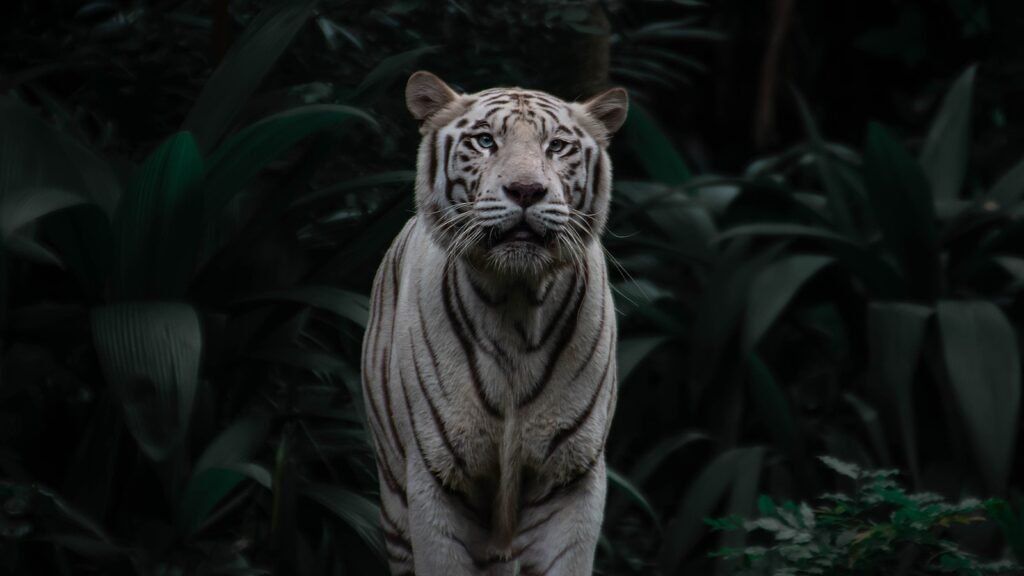 Tiger Not Phenomenon