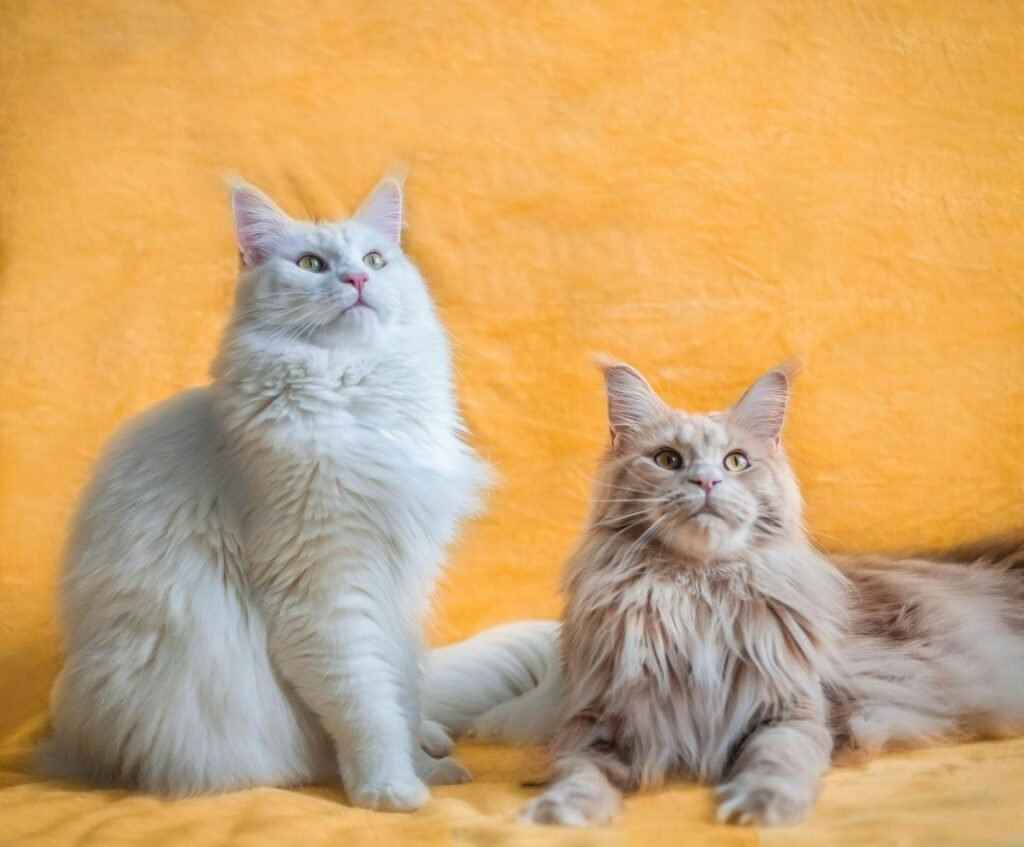 fur pattern: white long fur cat lying on orange textile