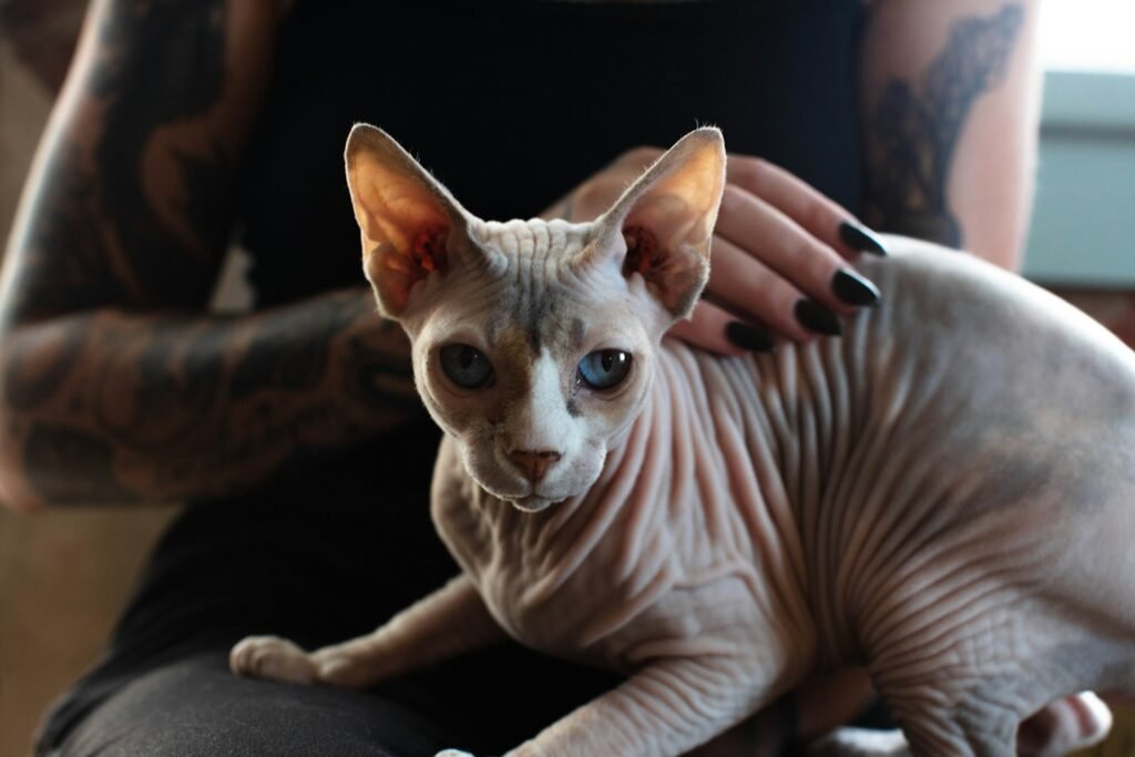 hairless cat: white and brown cat on persons lap