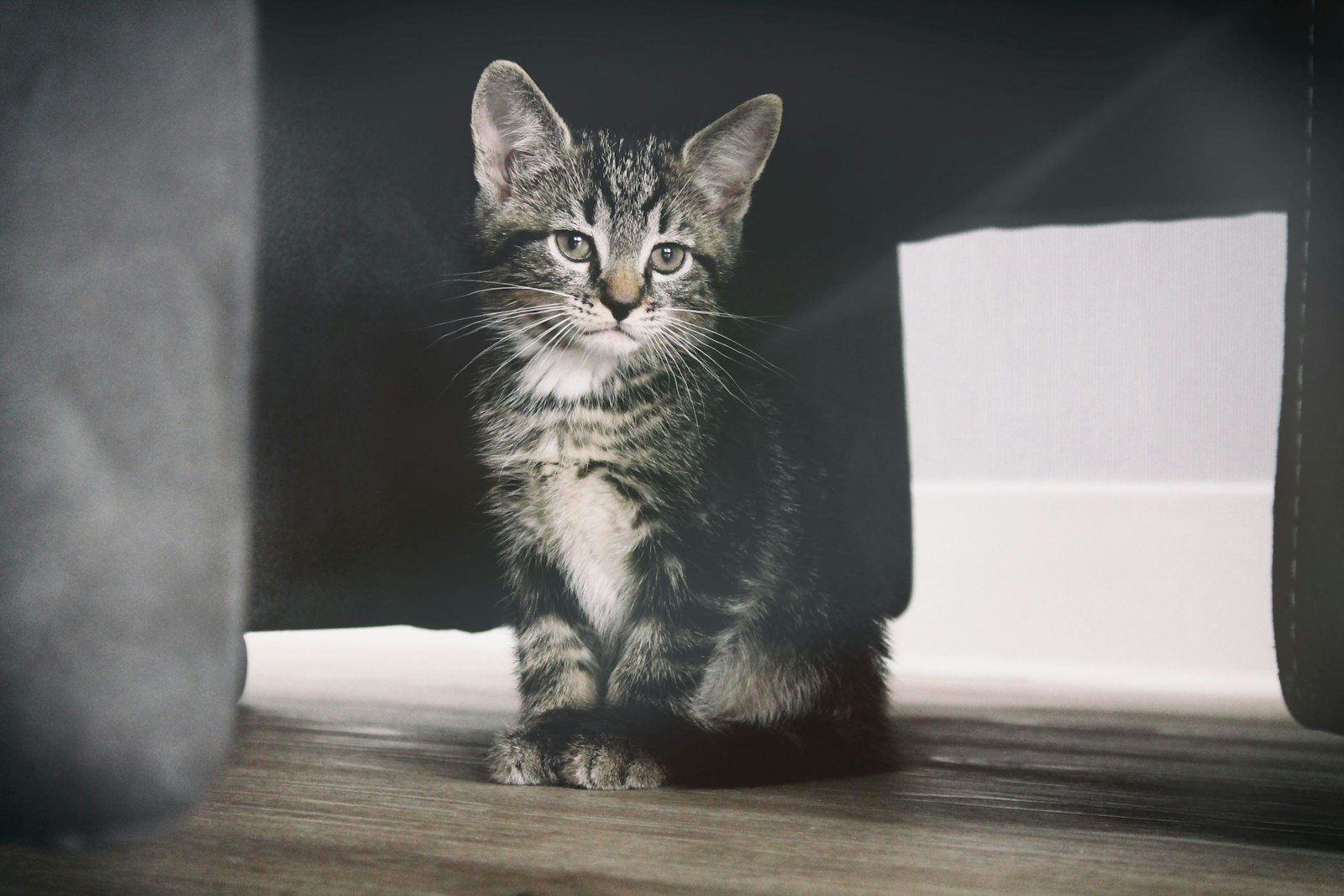 Photo by Erik-Jan Leusink Human stress: gray tabby kitten under the table