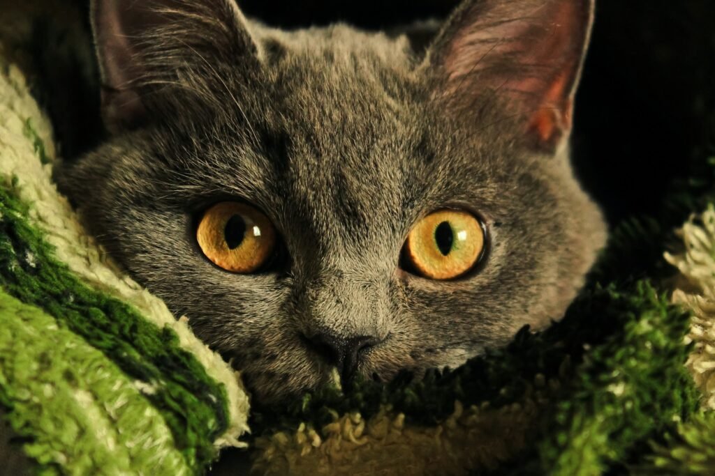 hunting behavior:a gray cat with yellow eyes laying on a blanket