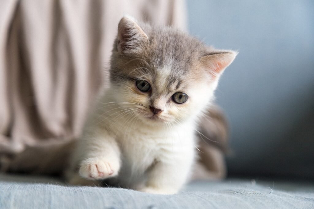 cat personality: white and gray kitten on white textile