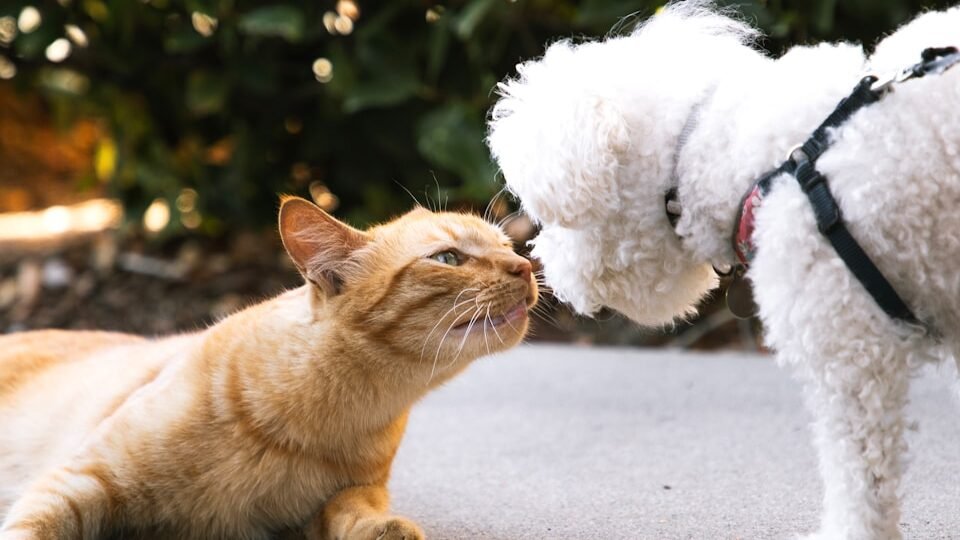 An orange tabby cat lying on a sidewalk gently sniffing noses with a small white dog wearing a harness, surrounded by greenery.