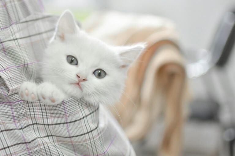 medieval cat