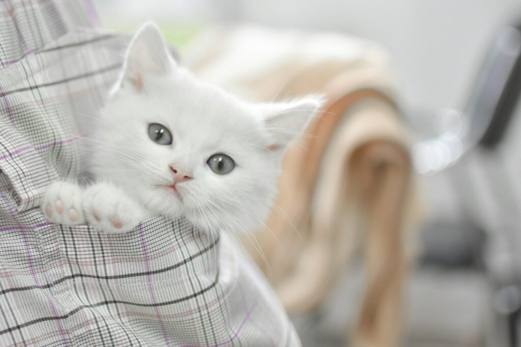cat evolution: white short-fur cat
