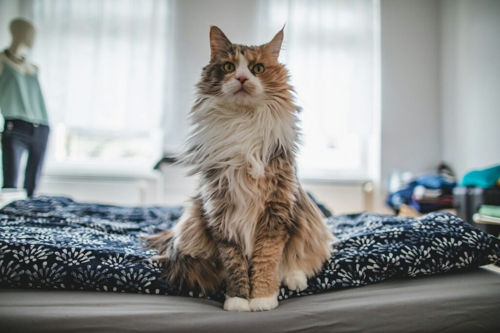 cat diet: long-fur white and black cat on white and black floral textile