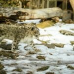 lynx walking on ground filled with snowe