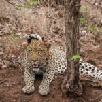 Humans: brown and black leopard lying besides tree at daytime
