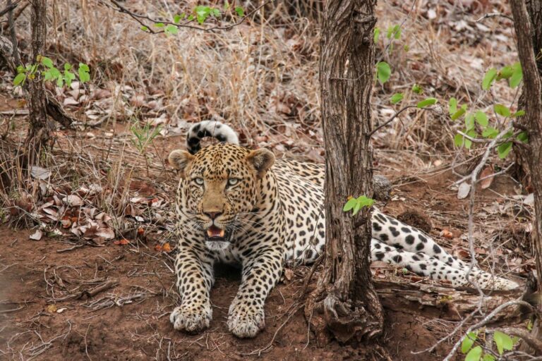 Humans: brown and black leopard lying besides tree at daytime