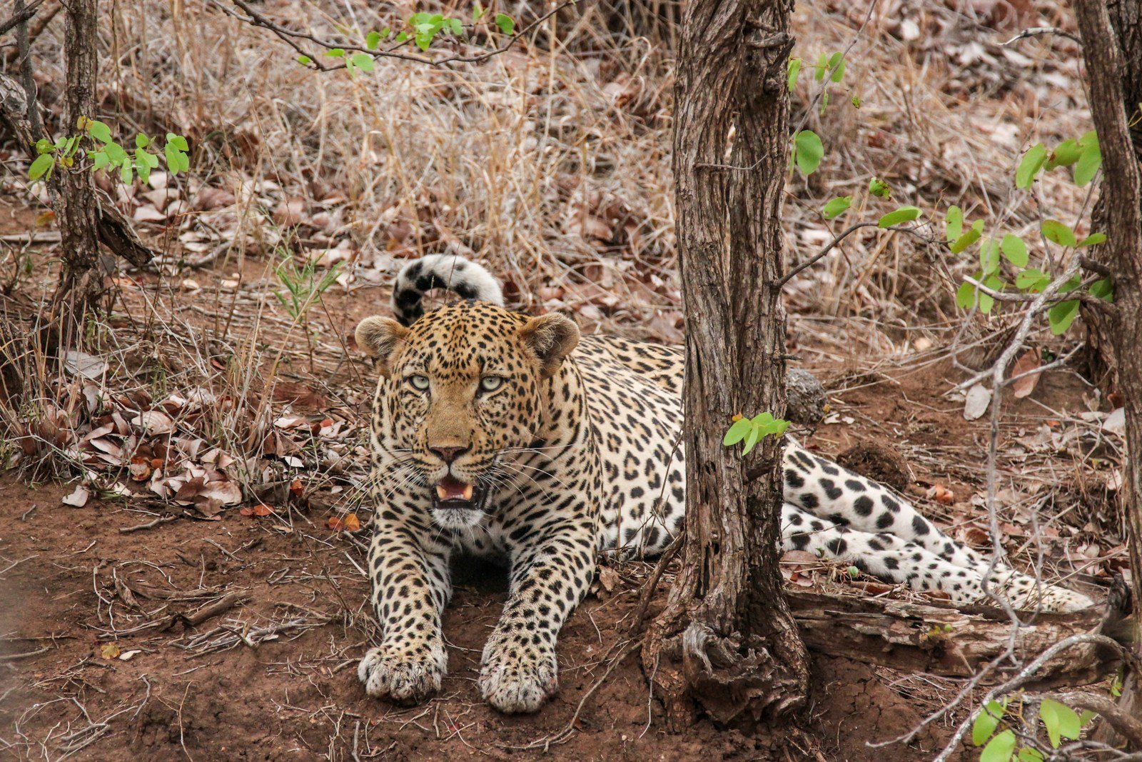 Humans: brown and black leopard lying besides tree at daytime