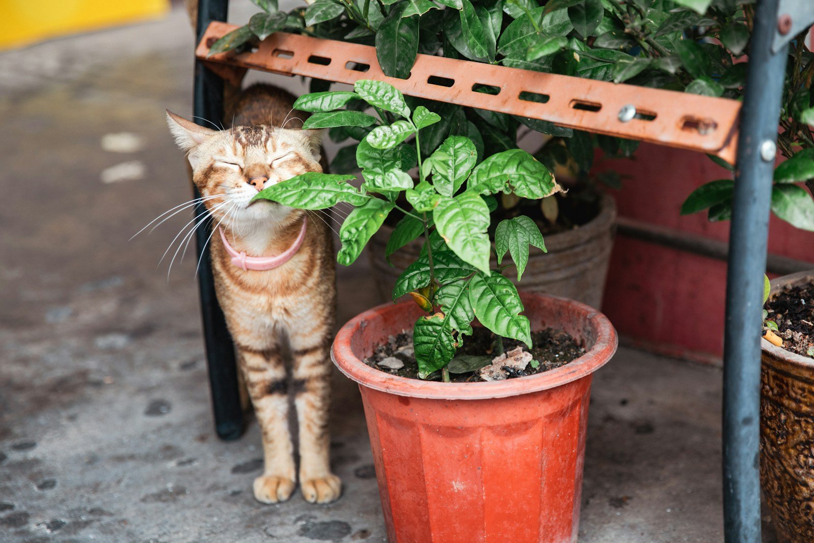 Photo by Christian Lendl Cat scent: a cat standing next to a potted plant