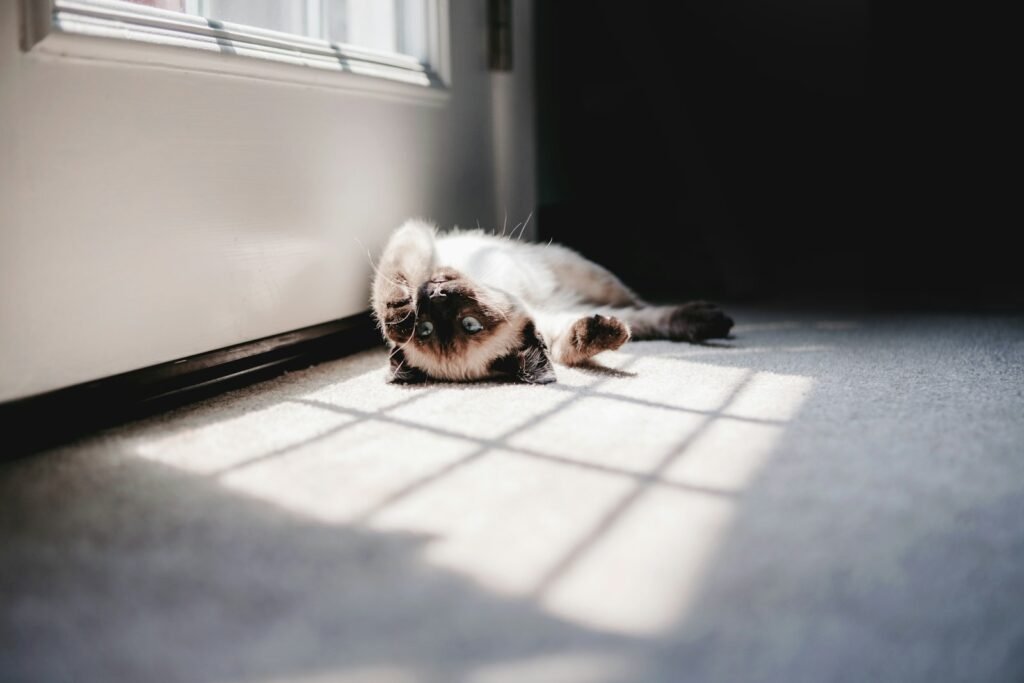 ecosystem: Siamese lying on gray area rug