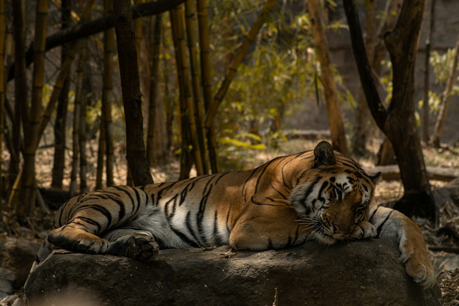 Zoos: a tiger laying on top of a rock in a forest