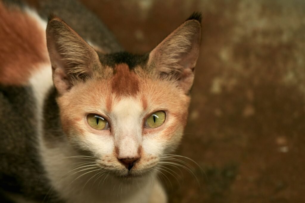 ancient culture: a close up of a cat with green eyes
