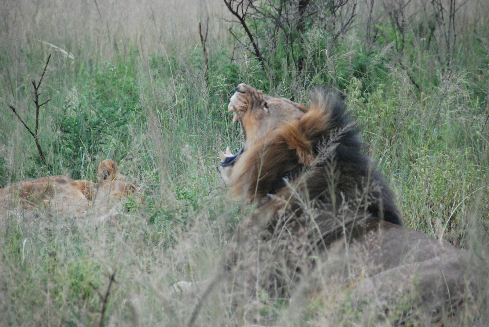 Photo by Jo Round Lions Roar: a lion and a lioness in a field of tall grass