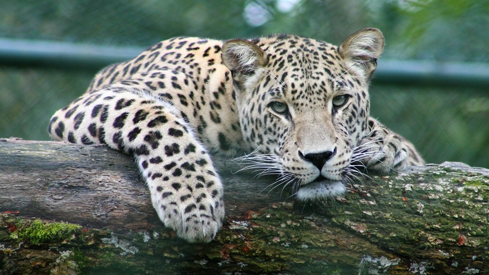 A leopard resting on a tree branch with its front legs hanging down. The leopard's intense gaze is directed toward the camera, surrounded by a natural, green environment.