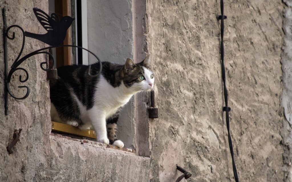 sense of smell: A black and white cat sitting in a window sill