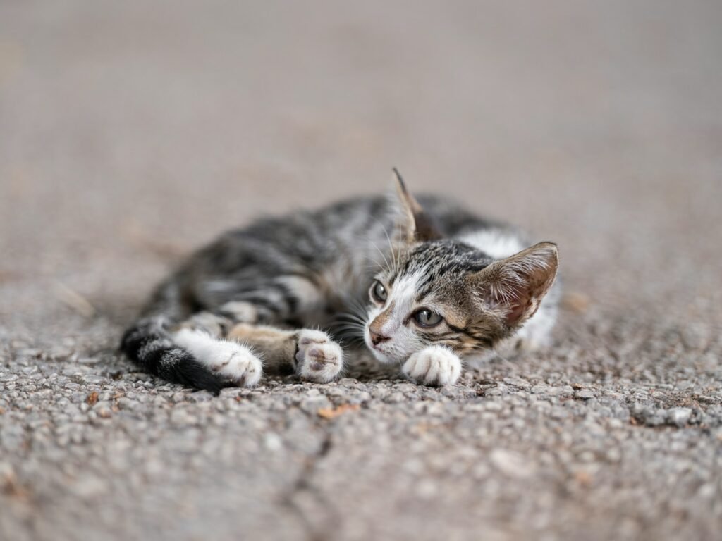 ecosystem: a small kitten laying on top of a carpet