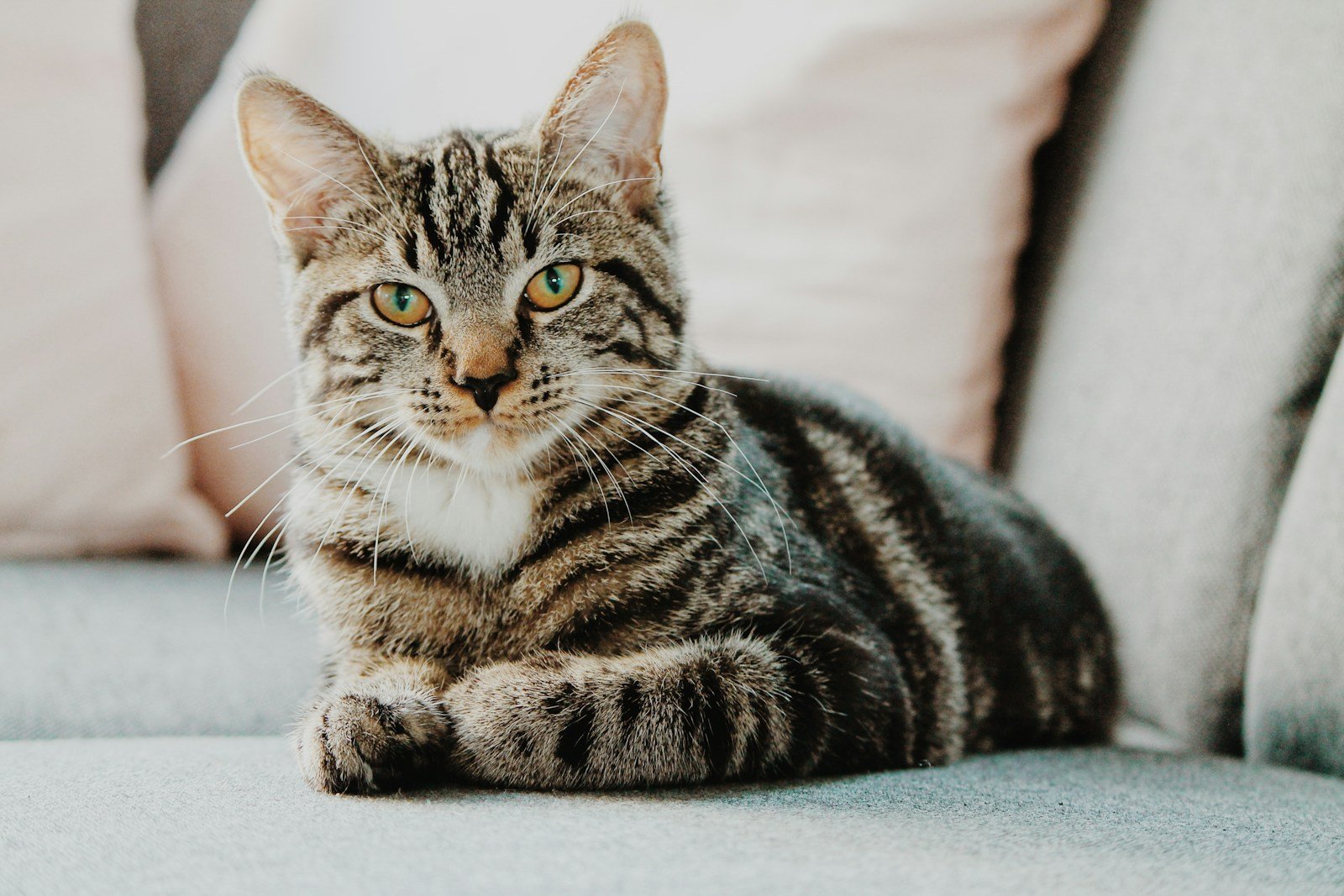 Cats knead: selective focus photo of gray tabby cat