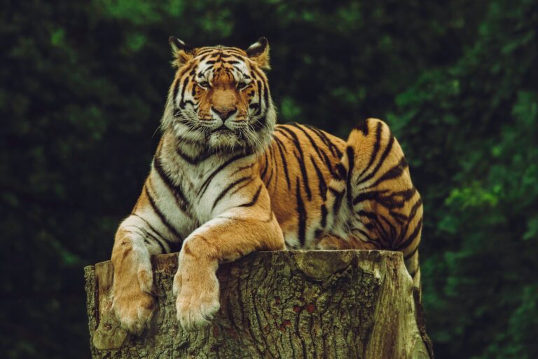 elusive big cat: tiger on wood slab