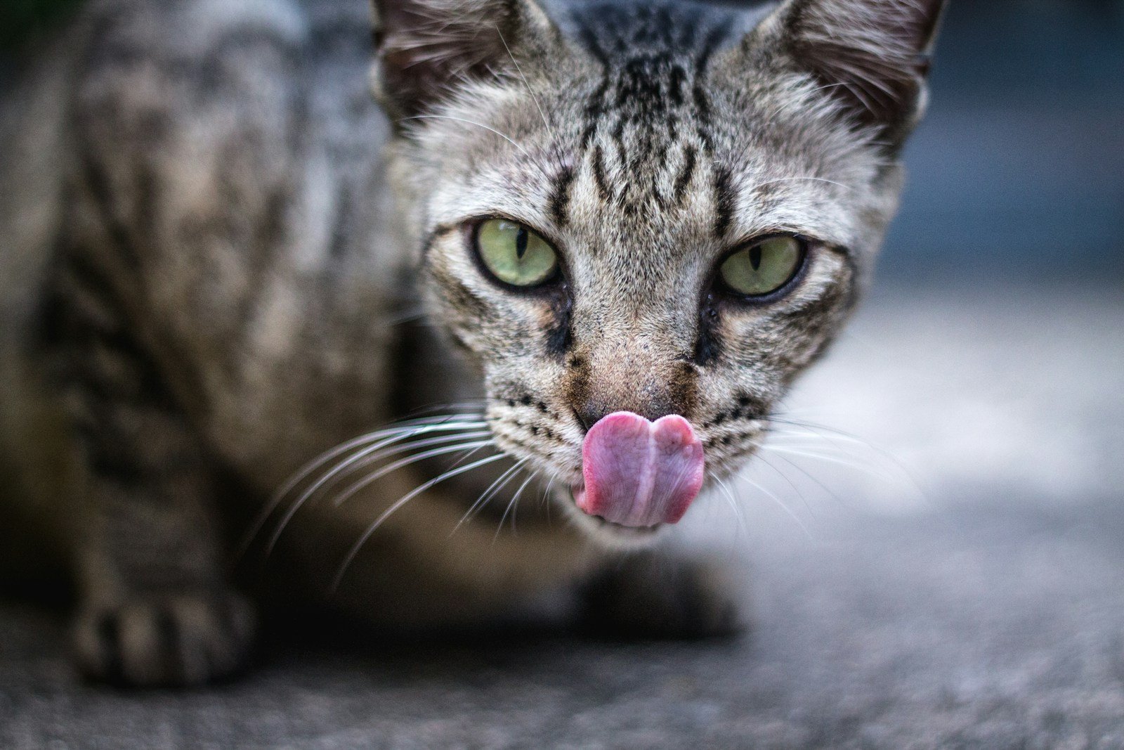 Photo by Shubhankar Sharma gray and black cats help humans.