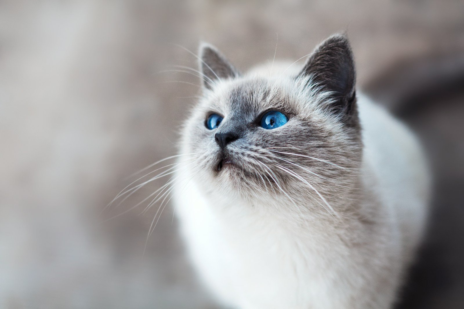 Photo by Mikhail Vasilyev Cats as icons: white and gray cat