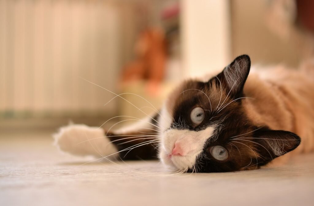 A black and white cat laying on the floor