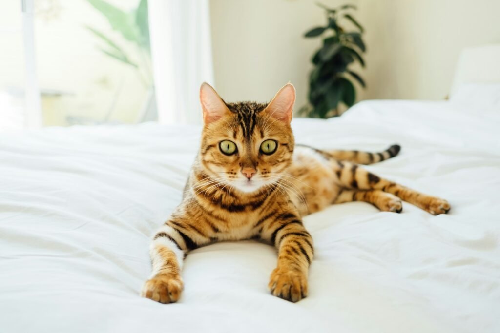 fur pattern: brown and black tabby cat on white comforter