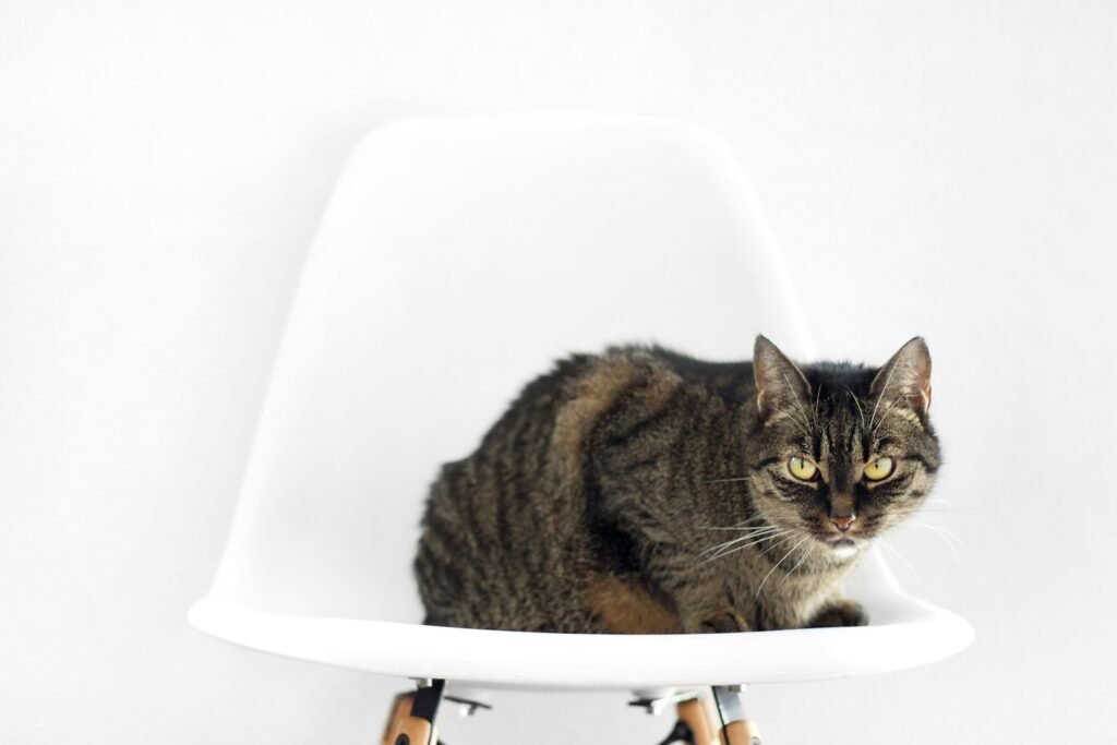 hunting behavior: silver and black cat on white chair