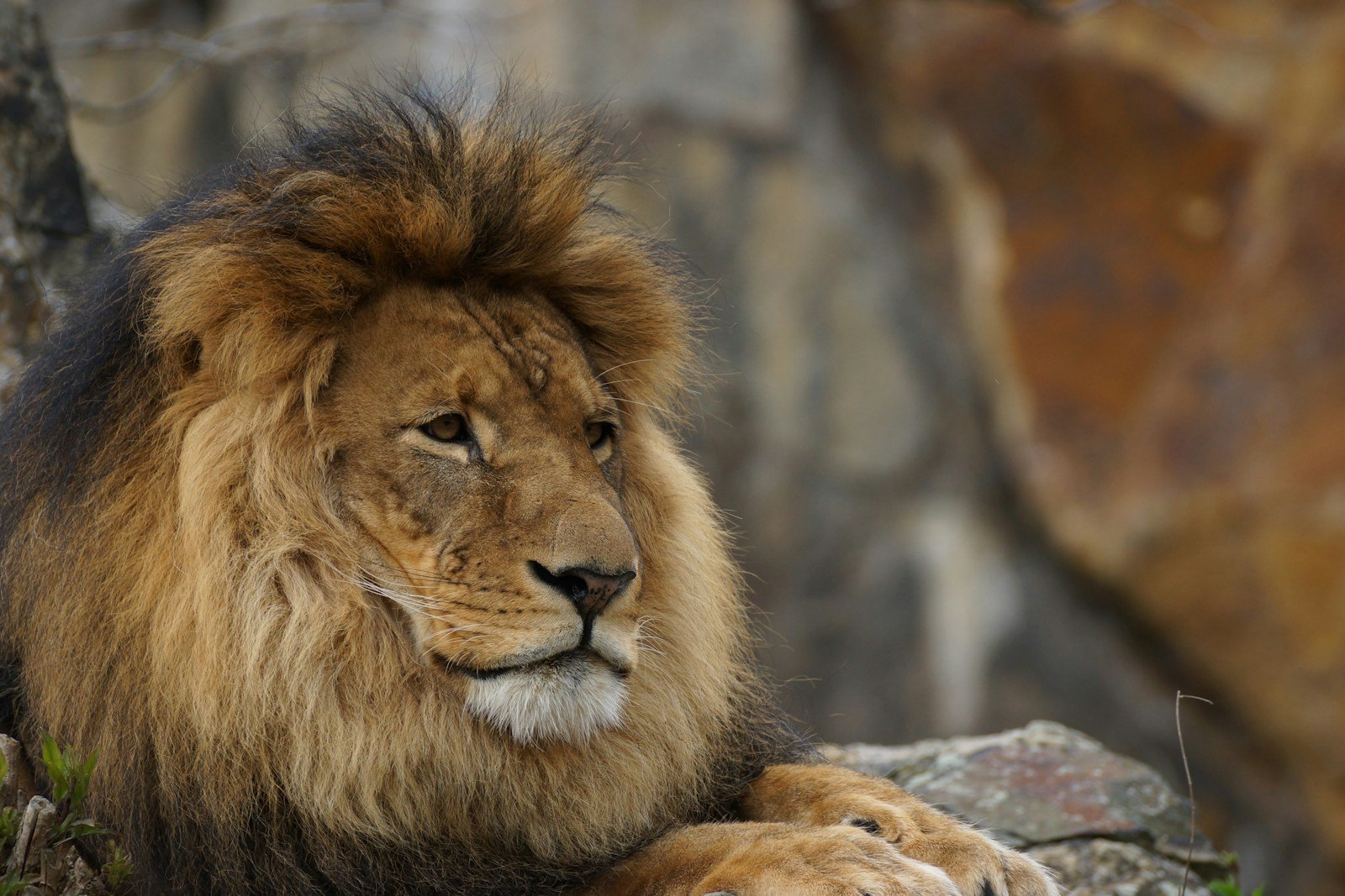 Photo by Tony Macías Ecosystem: closeup photography of lion lying on rock