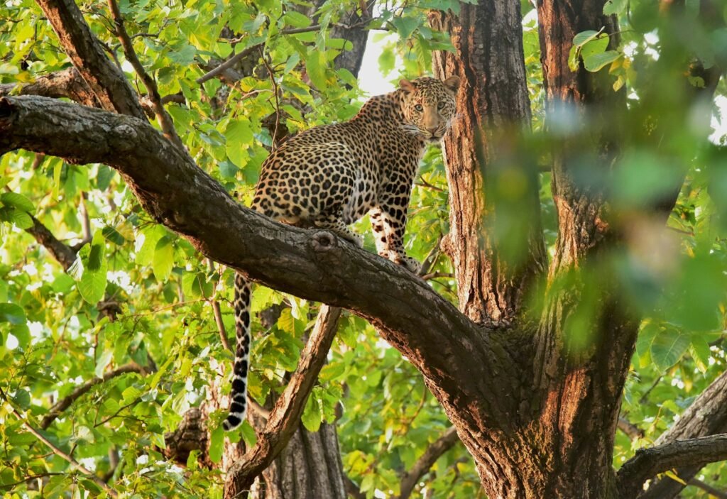 Wildlife conservation:: brown and black cheetah on tree