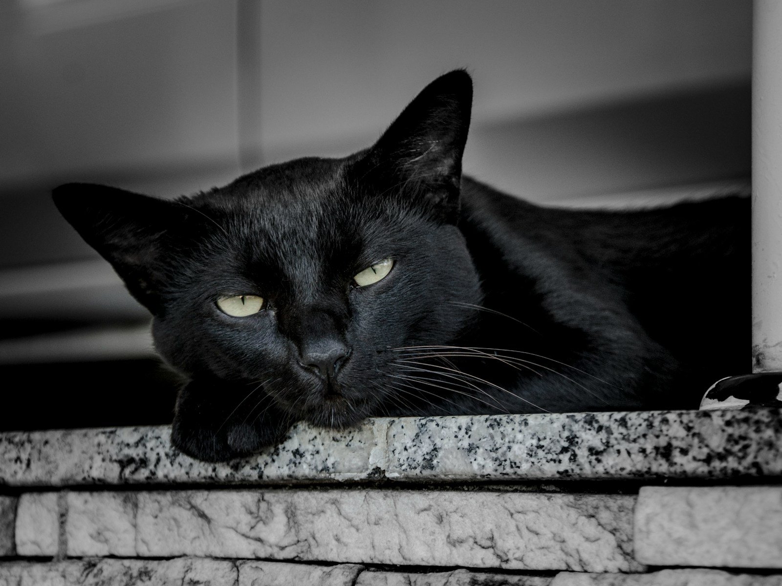 black cat leaning on ceramic tile during daytime from medieval europe