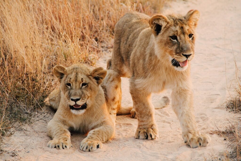 lion: two lion cab on brown sand road between of dried grass during daytime