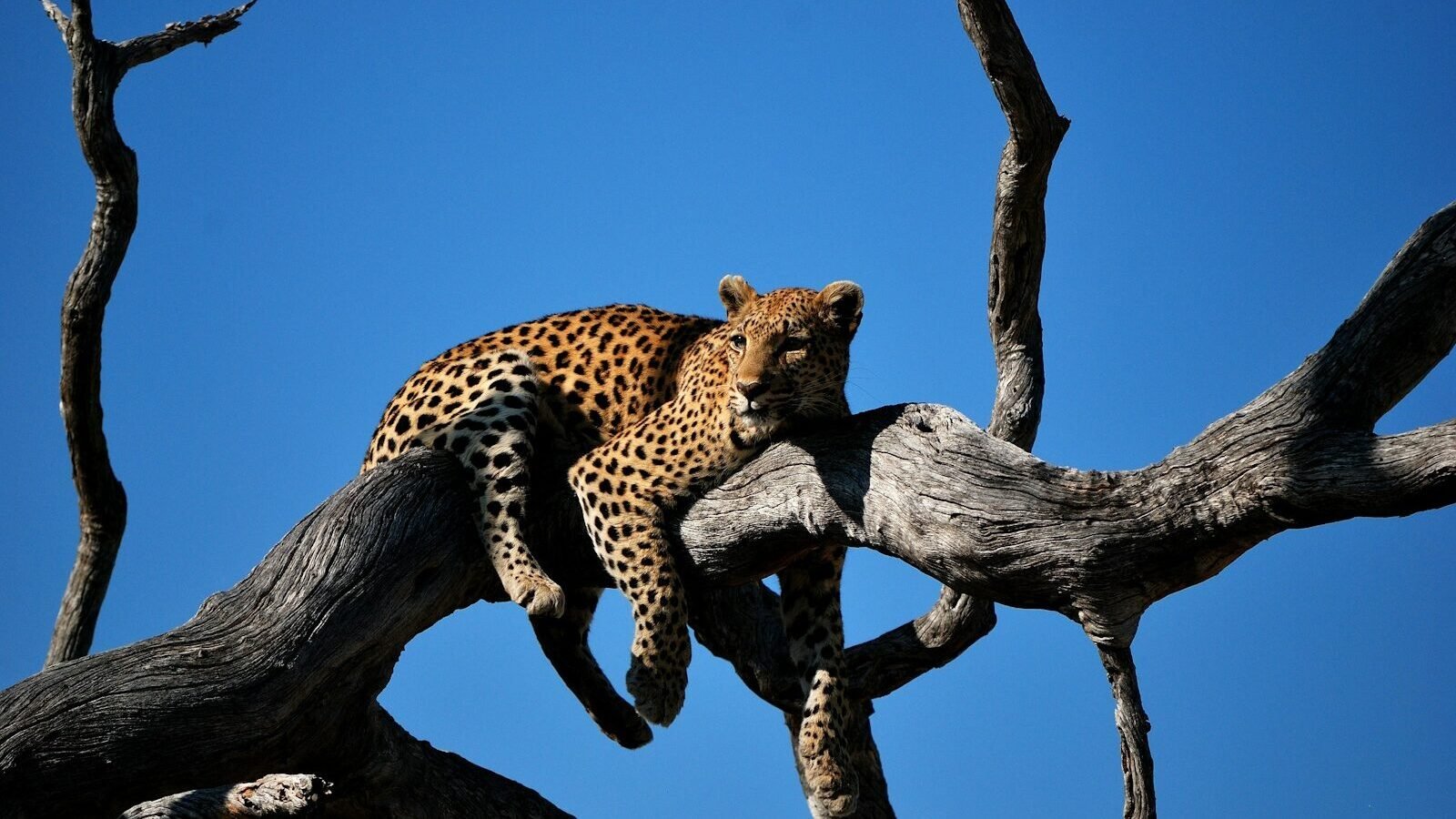 A leopard resting on the branches of a bare tree against a clear blue sky. The leopard is lying comfortably, showcasing its spotted coat and relaxed posture.