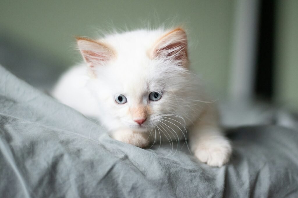 Human emotions: long-fur white kitten lying on grey bed sheet