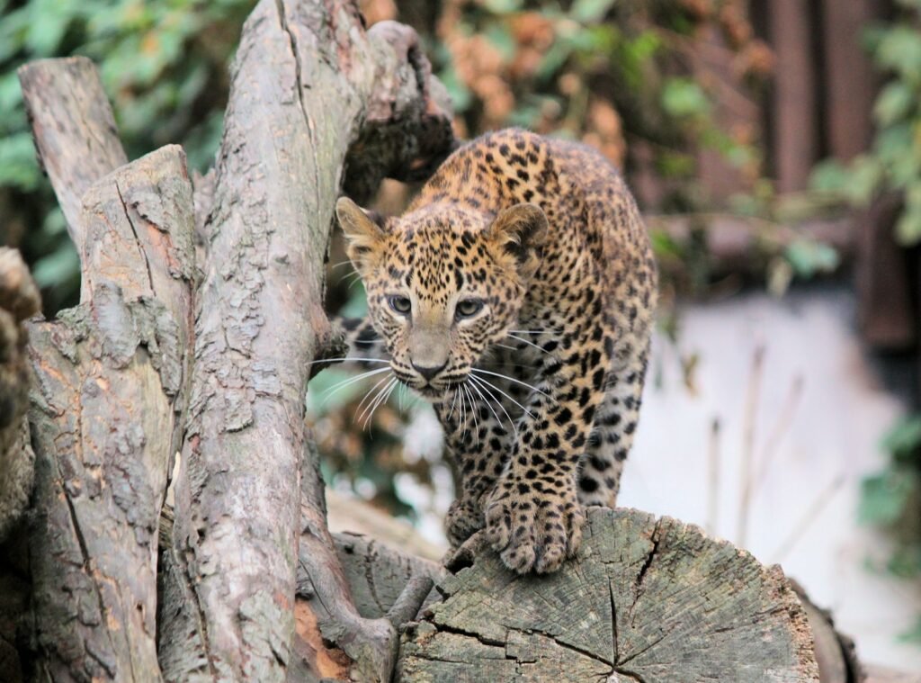 rare sighting: leopard on brown tree