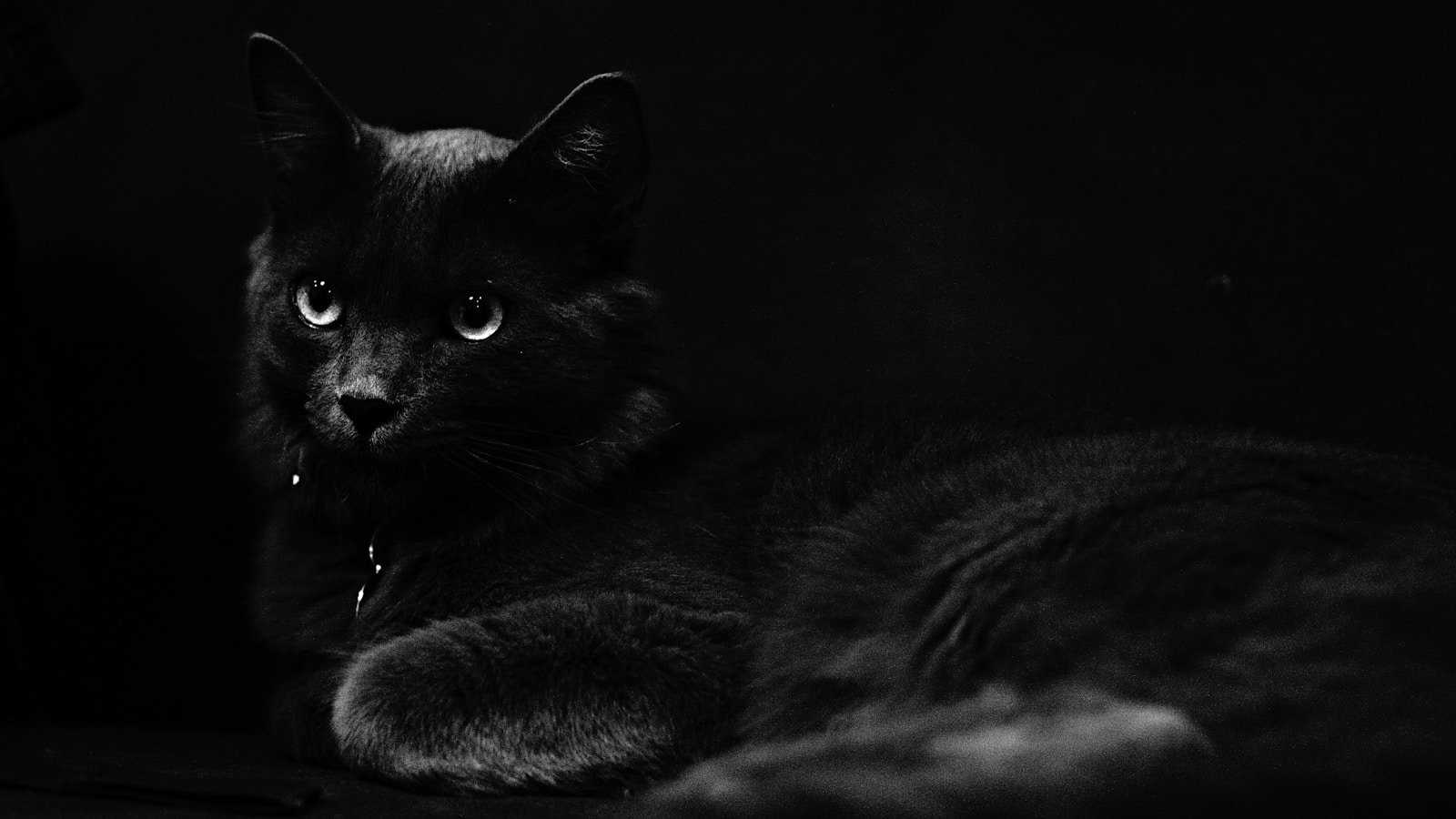 Black cat in medieval europe.