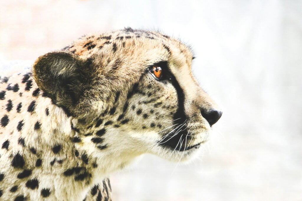 cat documentaries: photo of brown and black cheetah