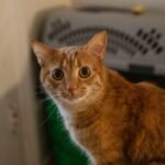 cat diet: orange tabby cat on white table