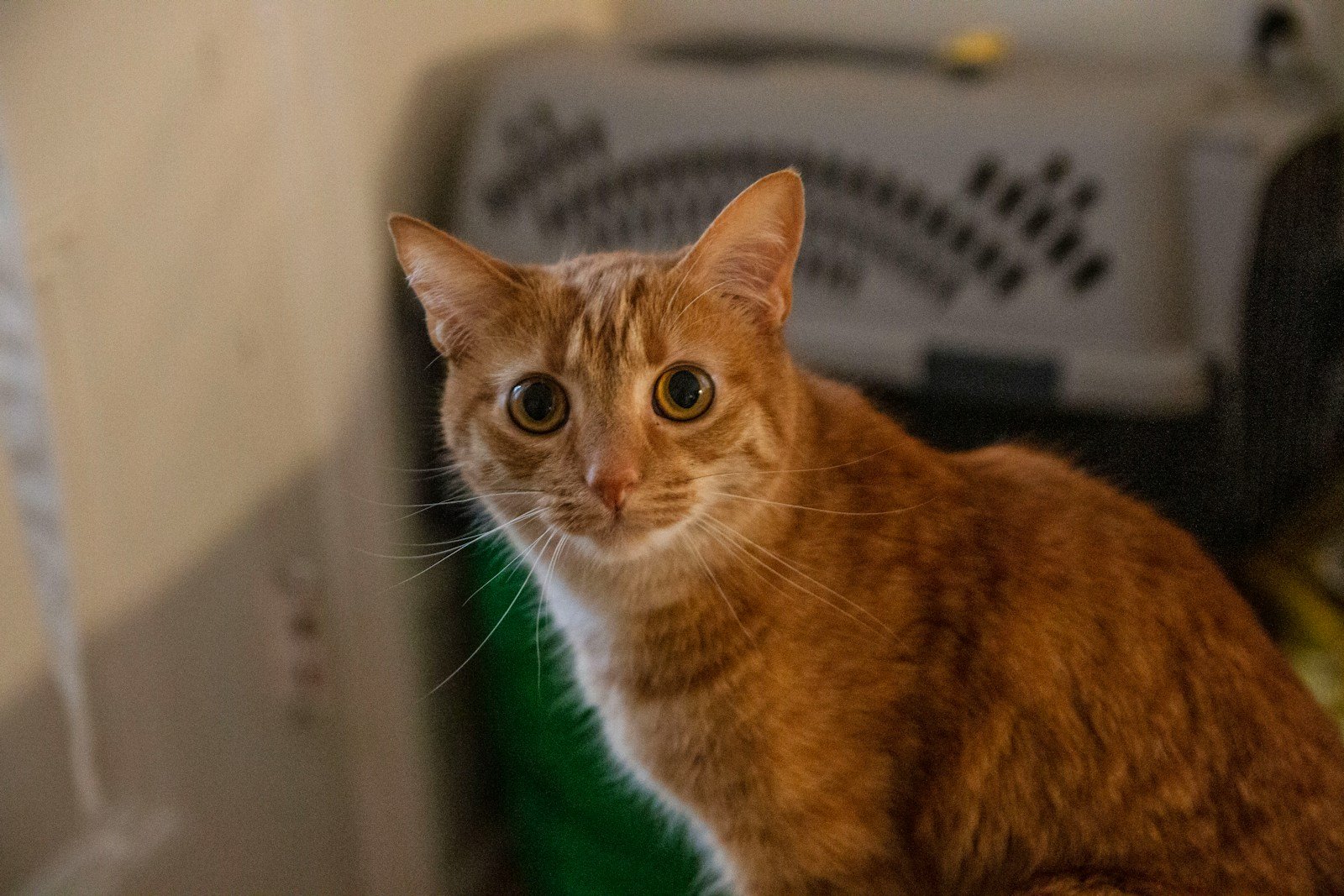 cat diet: orange tabby cat on white table